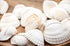white cockle place card holders